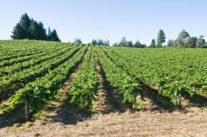 Graton CA vineyard