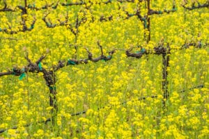 Mustard bloom in vineyard