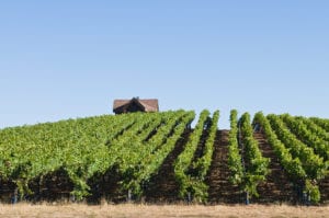 Sebastol CA vineyard