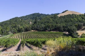 Vineyard in Santa Rosa, CA